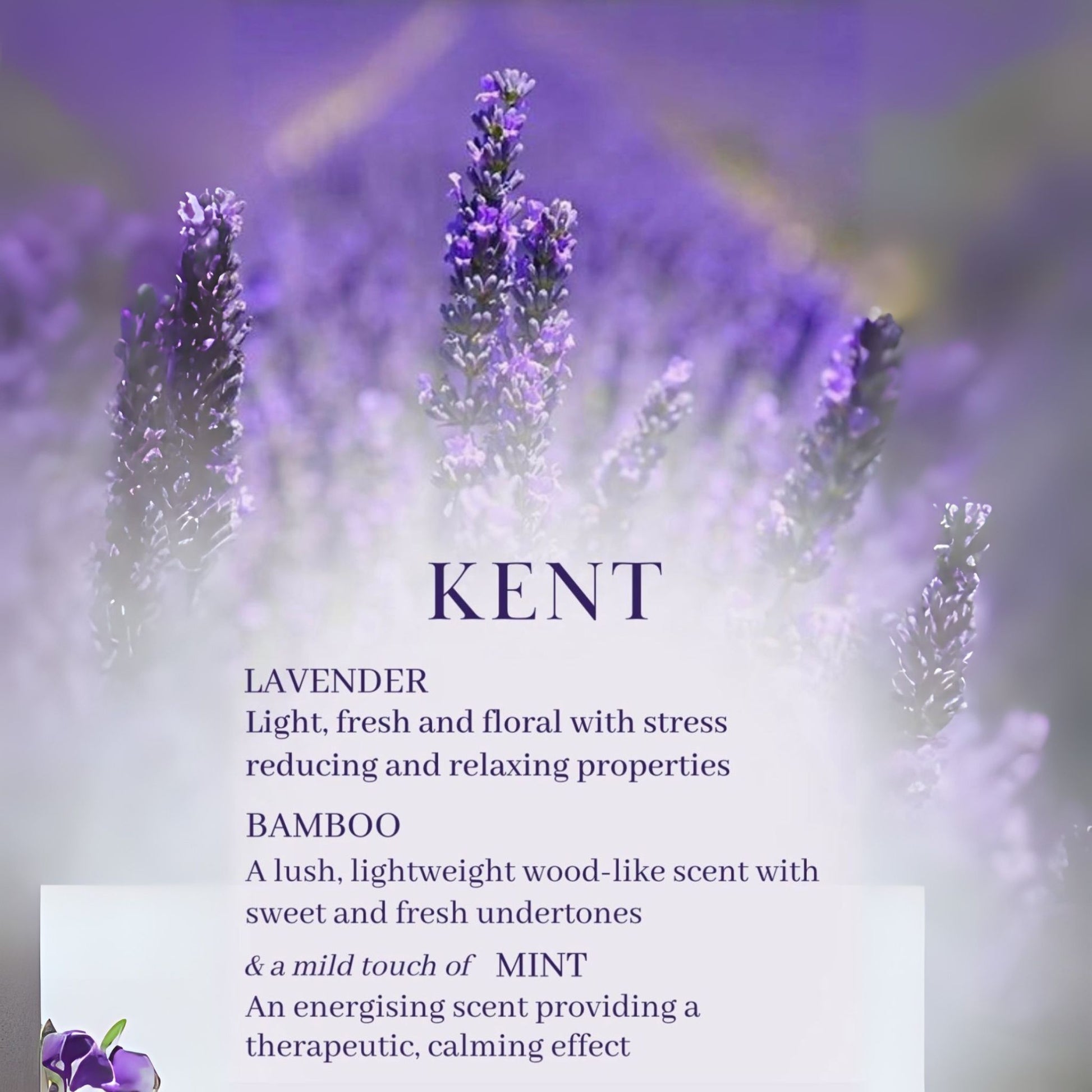 Lavender flowers with text about KENT scent from La Casa Decor at InStyle Fashion HK
