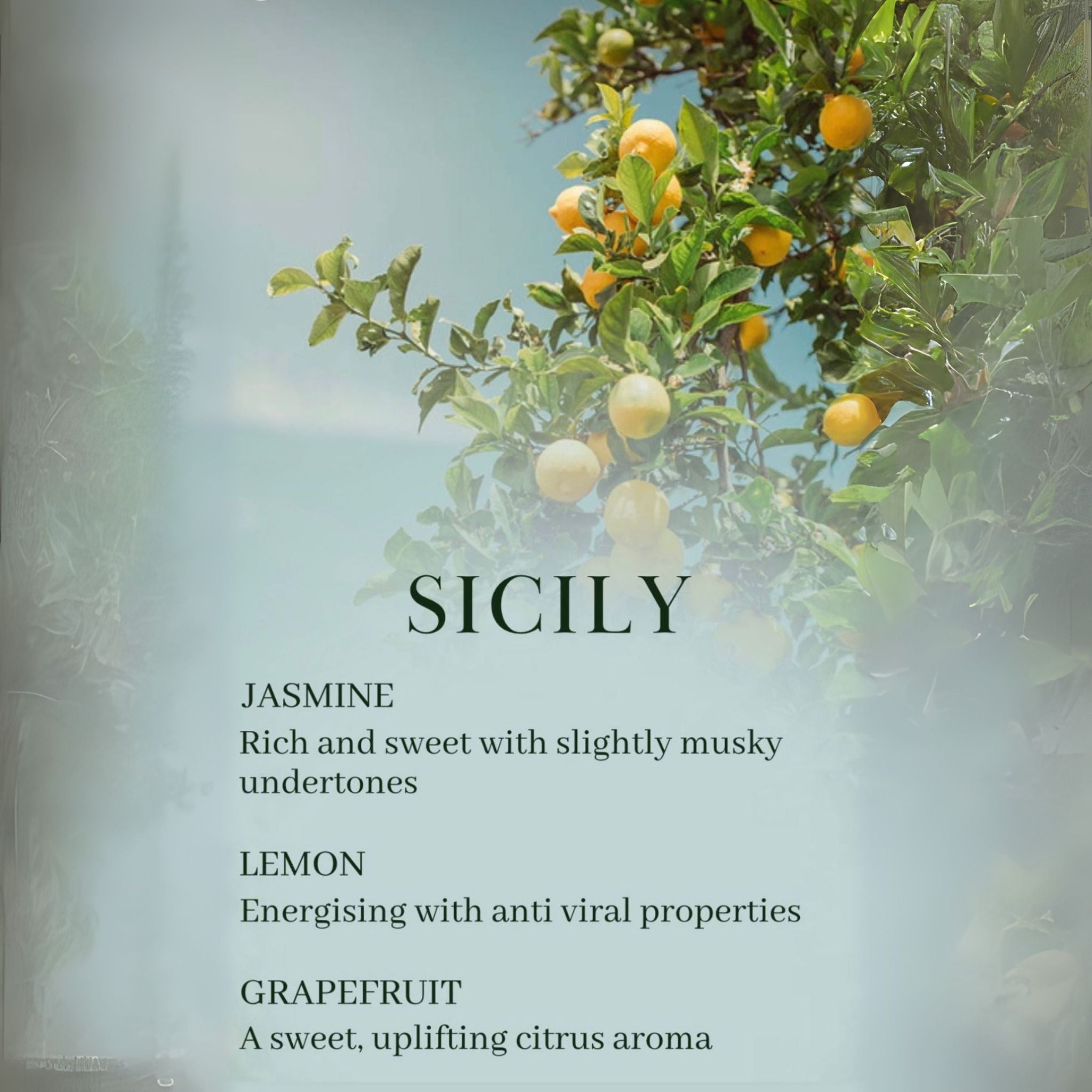 Lemon tree with lemons and text about Sicily's scents.
